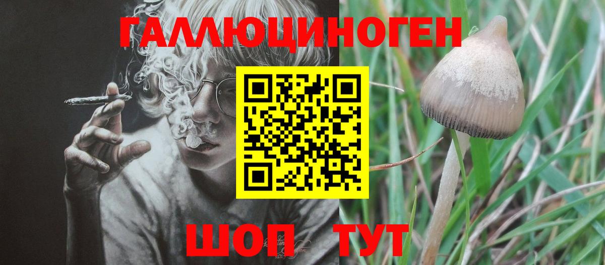 Галлюциногенные грибы Psilocybe Среднеуральск